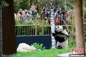旅居荷兰大熊猫产仔 系今年国外诞生的首只大熊猫幼仔图片