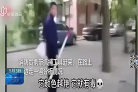 虚惊一场  家里有红色“毒蛇”视频封面