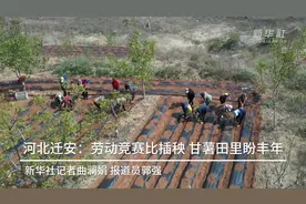 河北迁安：劳动竞赛比插秧 甘薯田里盼丰年视频封面
