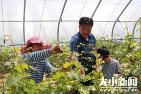 五一迎来葡萄苗掐芯打杈的大忙季图片