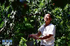 河南郑州：樱桃沟里樱桃红图片