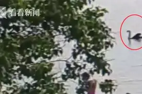 网红黑天鹅突然神秘消失 找到时只剩一锅汤……图片