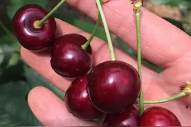 不用羡慕山东大樱桃，浙江自己产的车厘子马上成熟，你要的采摘地图已安排图片