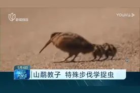 魔性又可爱！山鹬教子，特殊步伐学捉虫，网友笑翻：需要点配乐