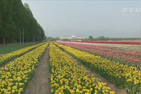 “五一”来京郊看百亩郁金香花田！视频封面