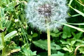 蒲公英很常见，但是你知道它的花语吗？图片