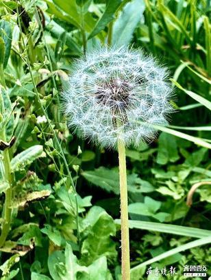 蒲公英花语及象征意义（钂插叕鑻卞緢甯歌锛屼絾鏄綘鐭ラ亾瀹冪殑鑺辫鍚楋紵）