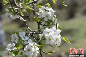 长春百年梨园鲜花绽放图片