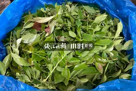 一年一次，它就红这两天，杭州人的朋友圈明天估计要刷屏图片