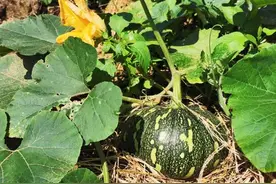 广东侨乡台山的番瓜与其蔓、花皆可烹美食图片