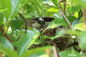 一对白头翁在小区树上搭“产房”，孵出3只小宝宝 | 晨镜头图片