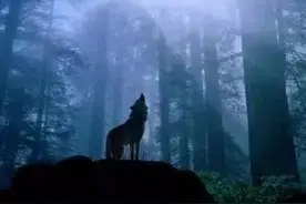 狼的五十句格言！(太经典了）图片