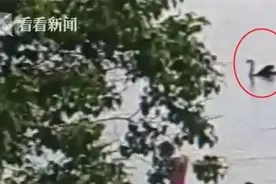 男子打晕网红黑天鹅回家炖汤：它啄我图片