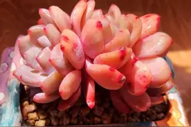 从前世今生到控形，说说大美肉雪天使的养护！这绝对是一场盛宴图片