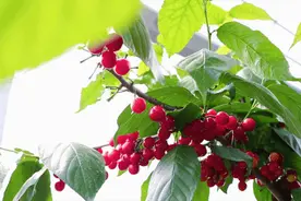 昌平樱桃熟了！（附采摘园信息）图片