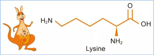 什么是赖氨酸？为何要补充赖氨酸？