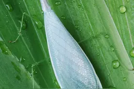 「生物多样性百科」节肢动物·越南小丝螳：我们拒绝成为“弑夫狂魔”图片