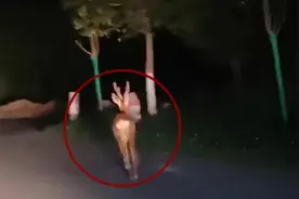 城管夜巡，在白鹿原发现奔跑的小鹿视频封面