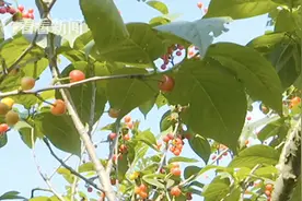“有毒”！摘樱桃发现每颗都有虫 顾客拍视频被扇巴掌图片
