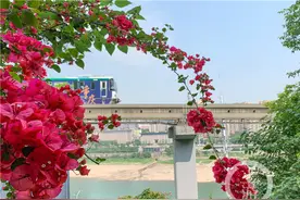 “列车穿楼”再添新风景 李子坝轨道站文化墙堡坎立体绿化亮相图片