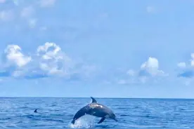 疫情期间游客锐减生态恢复 泰国南部海域宽吻海豚频繁出现图片