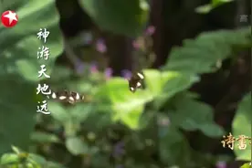 20200505《诗书画》：诗书画中的二十四节气——立夏视频封面