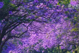 遇到这片紫色花海 你想邂逅谁？视频封面