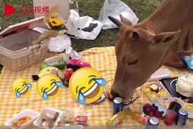 野餐还没拍好照就被牛吃了什么梗 事发哪里现场照曝光图片