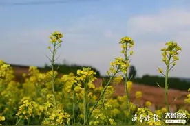 这是油菜花吗？其实是白菜花，是不是也美美哒图片
