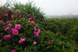 找对象，身高真的那么重要吗？（随笔）图片