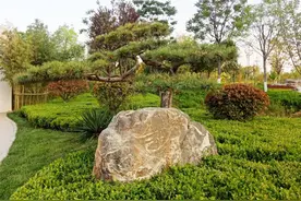复圣 | 景观松的静谧隐逸之美图片