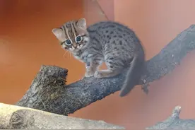 世界上最小猫咪在英国诞生 目前仅存50只图片