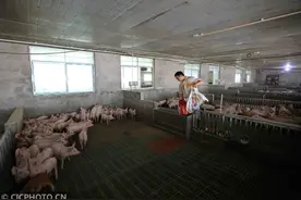 湖南张家界：多举措养殖助力脱贫稳增收图片