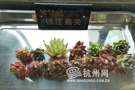 多肉植物虽可爱 境外购买需谨慎图片
