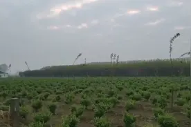 金银花家族添新丁！河师大两个金银花新品种通过省中药材品种鉴定图片