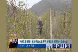 华州区金堆镇：五味子变成金果子 市场回报丰厚助力脱贫攻坚图片