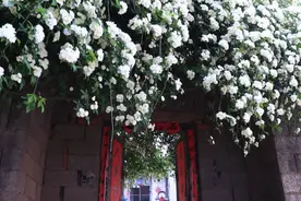 似流瀑，似飞雪！枣庄山亭这个村一株30多年的十里香香飘全村图片