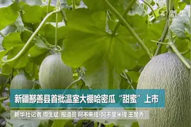 新疆鄯善县首批温室大棚哈密瓜“甜蜜”上市