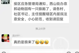 湖北鄂州一动物驯养基地跑出了一匹狼还是二哈？官方：仍在抓捕中图片