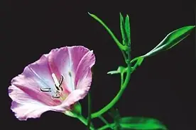 「夜读」打烂碗花图片