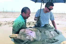 一头中华白海豚的生死七小时图片