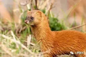 捉黄鼠狼图片