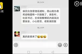 鄂州游乐园有狼出逃？驯养基地称出逃动物是哈士奇与狼杂交品种图片