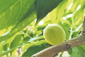 阳山水蜜桃初长成，下旬能尝鲜早桃图片