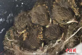 太会选地方了！鸟儿在摩托车上筑巢致车主两月无车开图片