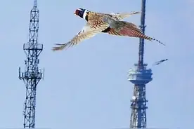 真大牌！俩野鸡街上“散步”，还会走斑马线图片
