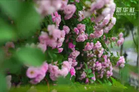 河北邢台：蔷薇花开迎初夏图片