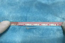 6个月宝宝被鱼刺卡喉，专家提醒：挑选辅食一定要小心图片