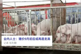 中国财富报道|业内人士：猪价9月前后或再度走高视频封面