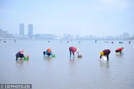 山东青岛：市民赶海 收获满满图片